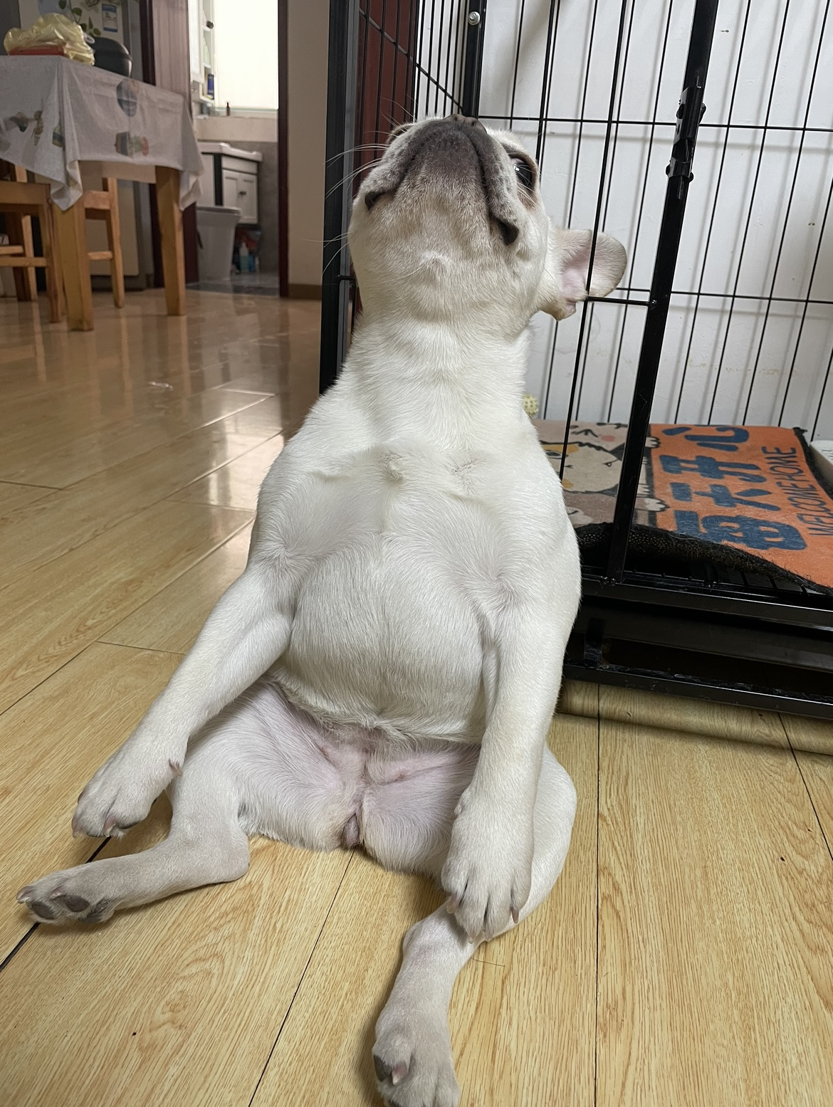 无法显示