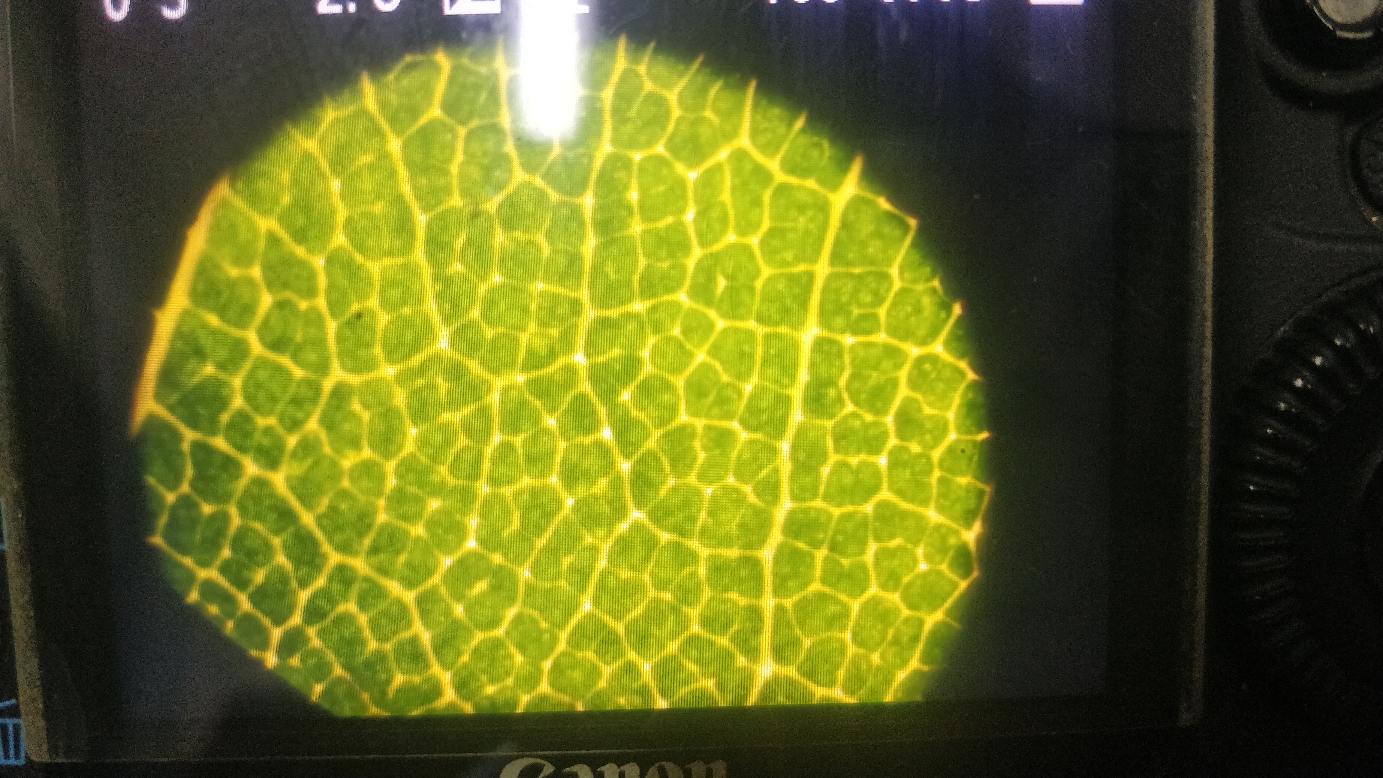 5C2061AACE0E4EBD8425B1D51B1B7394_IMG_20220121_222747