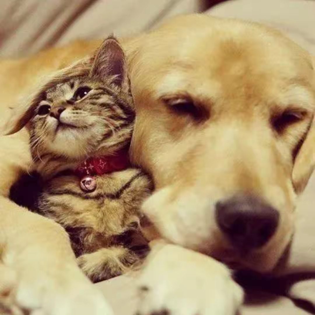 6EB88CE0A404436C9E4EE79FEE2D5636_mmexport1638676776175