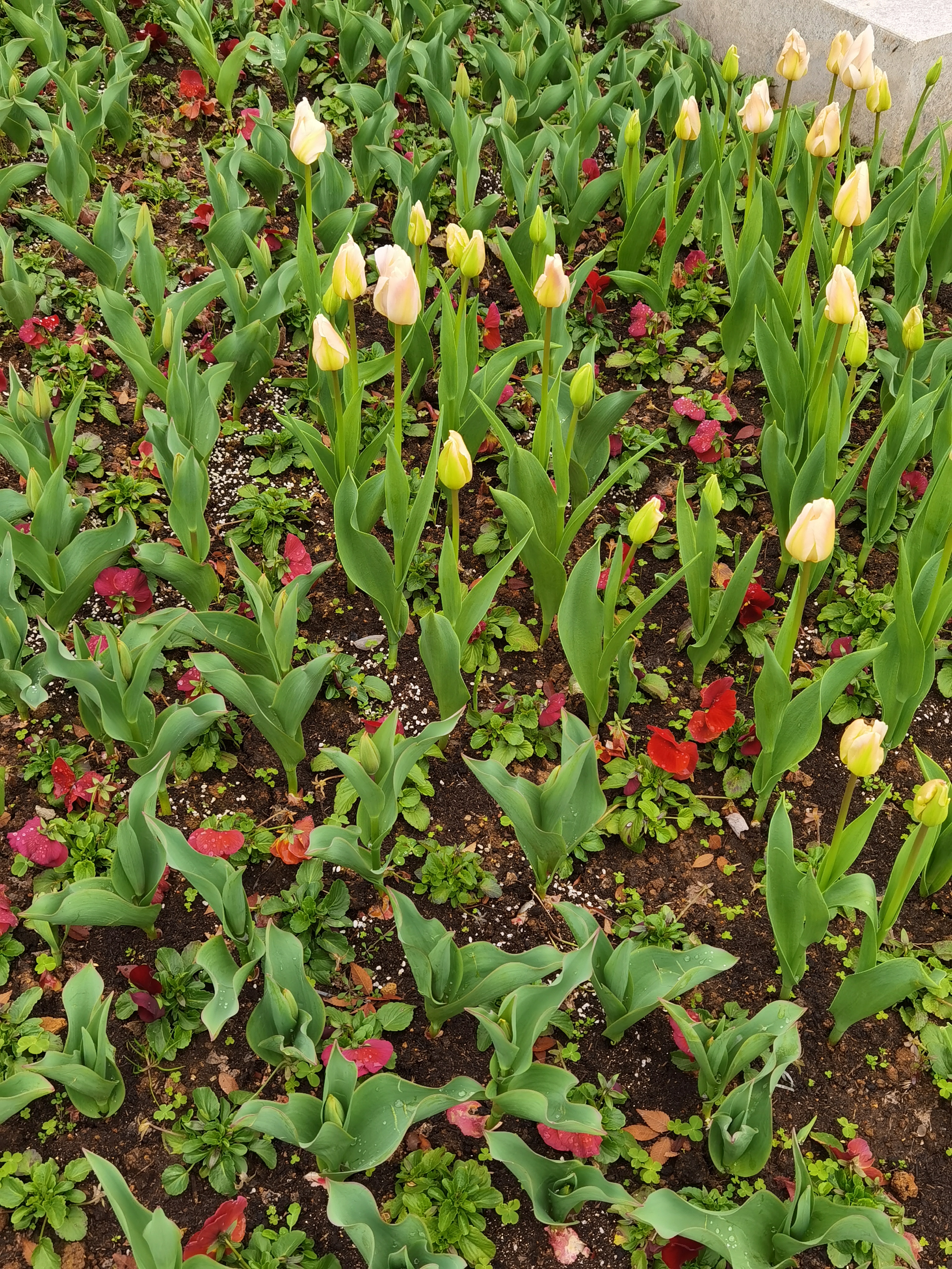 AC41D37CF45642D3A54AB5957896AD37_IMG_20220118_104718